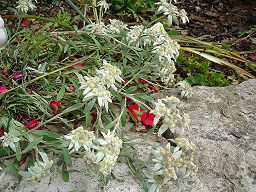 Edelweiss