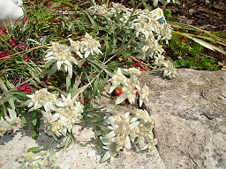 Edelweiss
